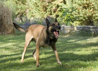 פנסיון כלבים במרכז