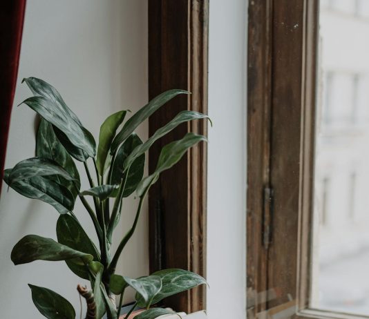 פריטים לעיצוב הבית